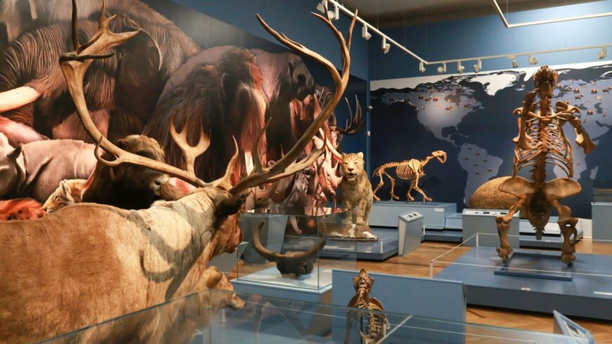 img_Az_otvenezredik_latogatot_koszontottek_a_jegkorszak-kiallitason-2