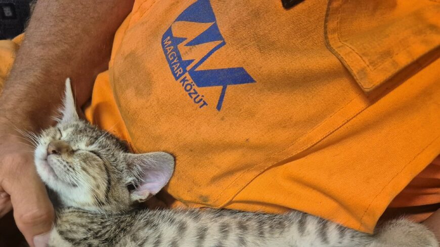 img_A_ceg_embersegbol_ujfent_bizonyitott-3