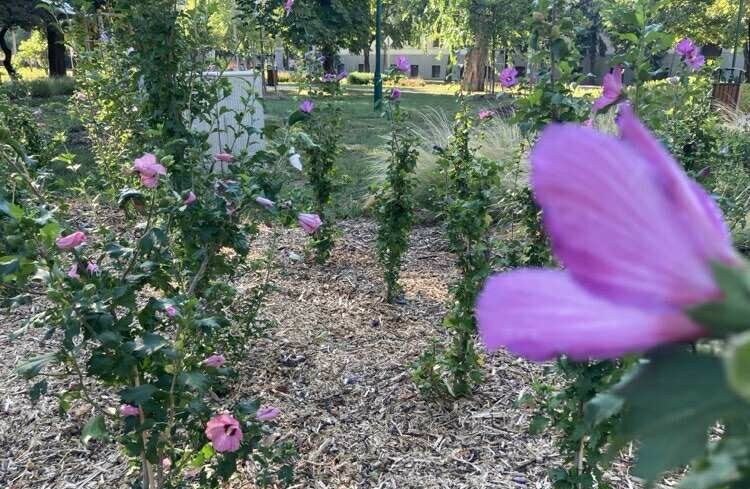 img_Csepergos_a_reggel-1