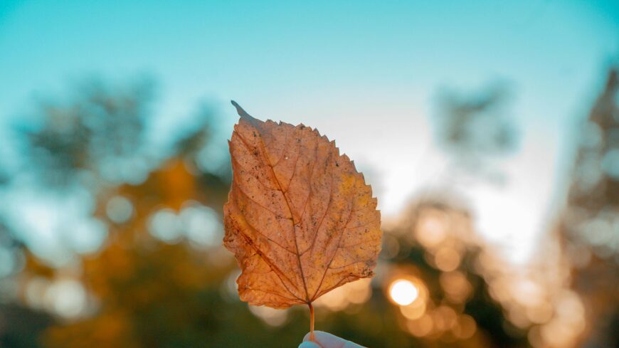 img_Huvosen_indul_a_het-1