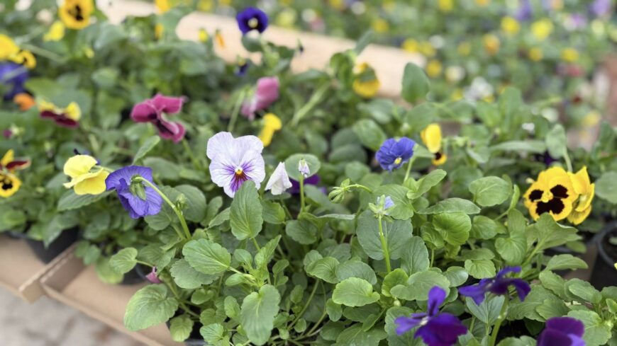 img_Az_Alisca_Terra_felkeszult-2