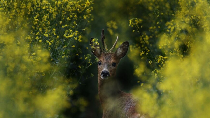 img_Enyhe_a_szerda_reggel-1