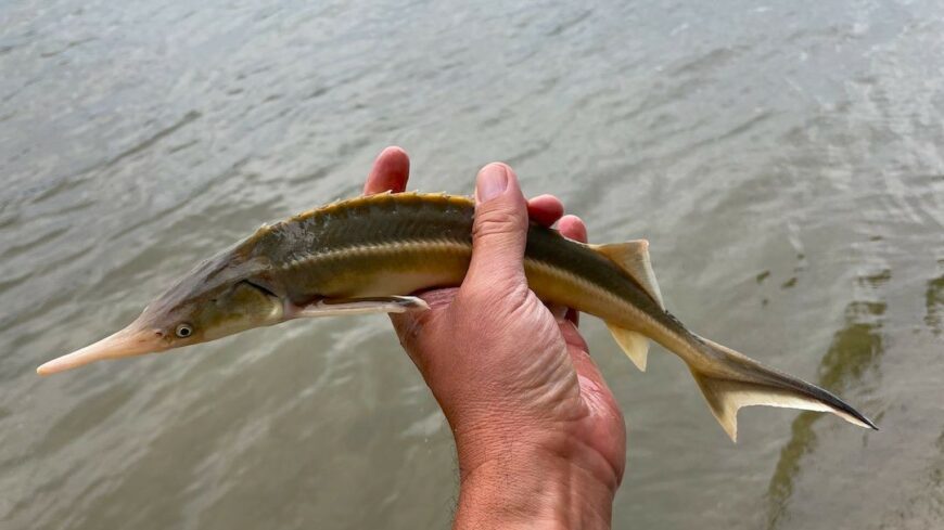 img_Stabil_es_sokszinu_a_Duna_halfaunaja