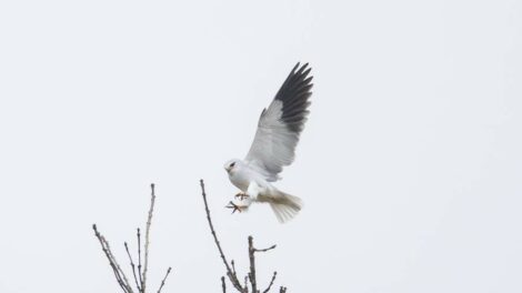 A magyar gyűrűs kuhi párt Ausztriában látták