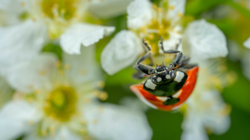 img_Diakok_figyelem__Trikolor_fotopalyazatot_hirdettek-2