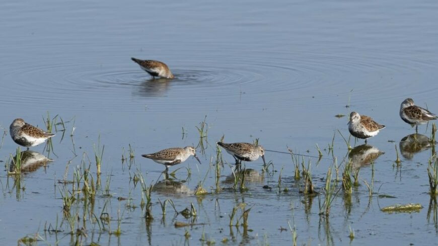 img_Felmertek_a_pannon_szikes_sztyeppek_es_mocsarak_madarvilagat-2