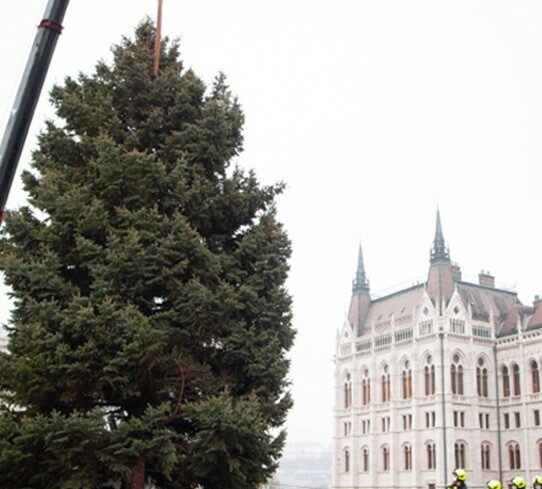 img_Hetfo_reggel_erkezik_meg_a_Kossuth_terre_az_orszag_karacsonyfaja-7