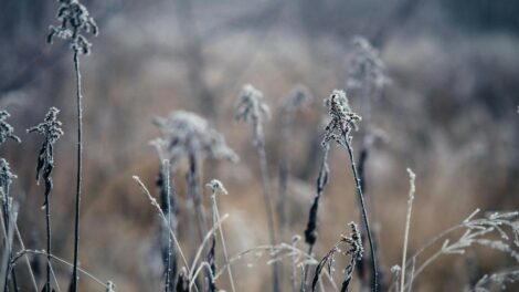Hideg, száraz a reggel