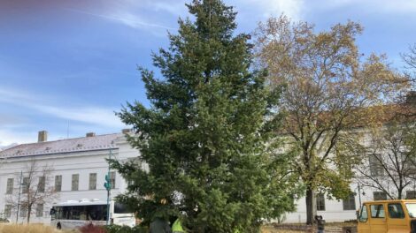 Megérkezett Szekszárd leendő karácsonyfája