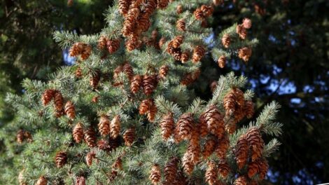 Tobozszüretet tartanak a Folly Arborétumban