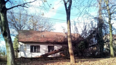 Viharos szél adott munkát