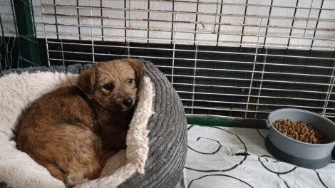 „18 kölyökkutyánk álmodik egy szerető otthonról”