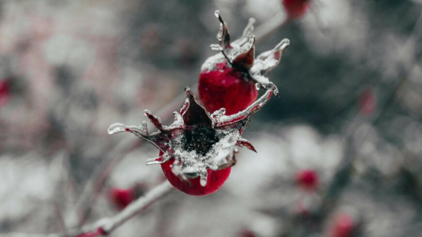 img_Borongos__kodos_napunk_lesz-1