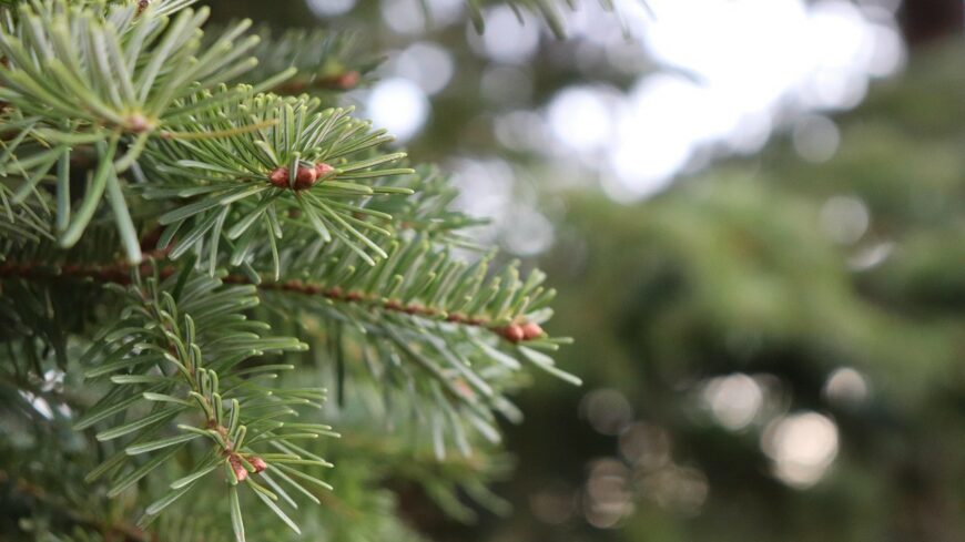 img_Elindult_a_NAV_karacsonyi__latogatasa_