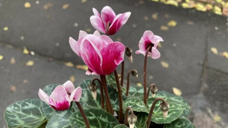 Kesztyű, sapka, sál