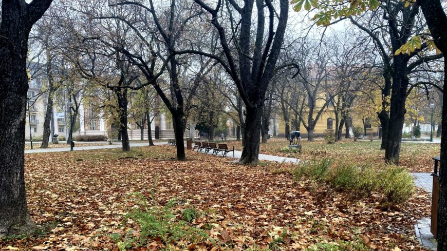 img_Kodos_a_kedd_reggel