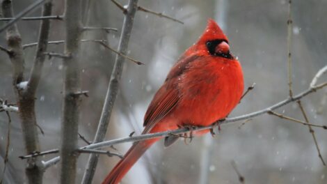 Marad az időjárás jellege