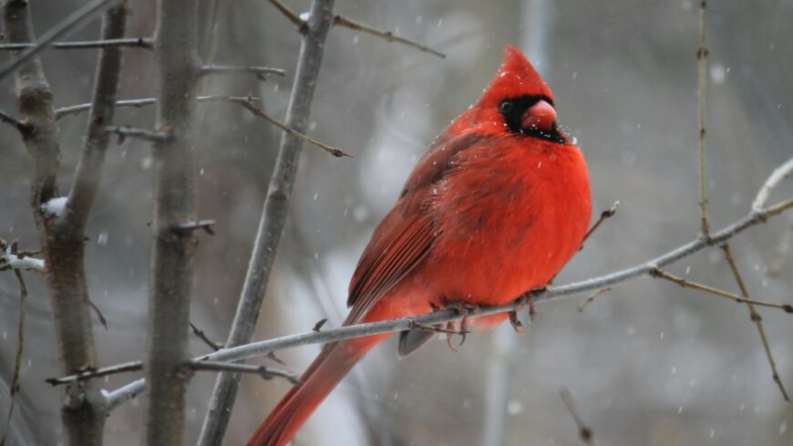 img_Marad_az_idojaras_jellege