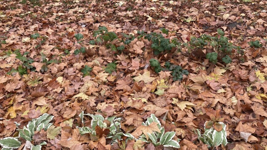 img_Szurke__kodos_a_ma_reggel_is