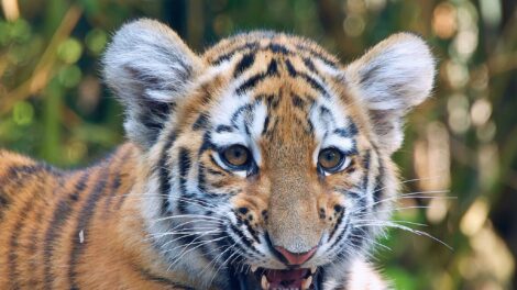 Tigrist találtak egy tiszafüredi házban