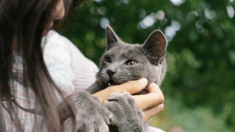 Állatok életterünkben