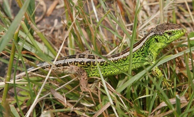 img_A_furge_gyik_az_ev_hulloje-2