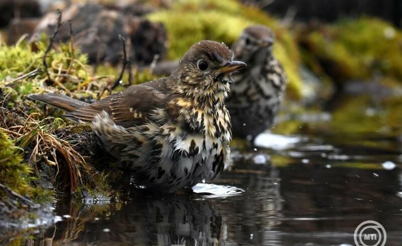 img_Az_enekes_rigo_lett_az_ev_Madara-2