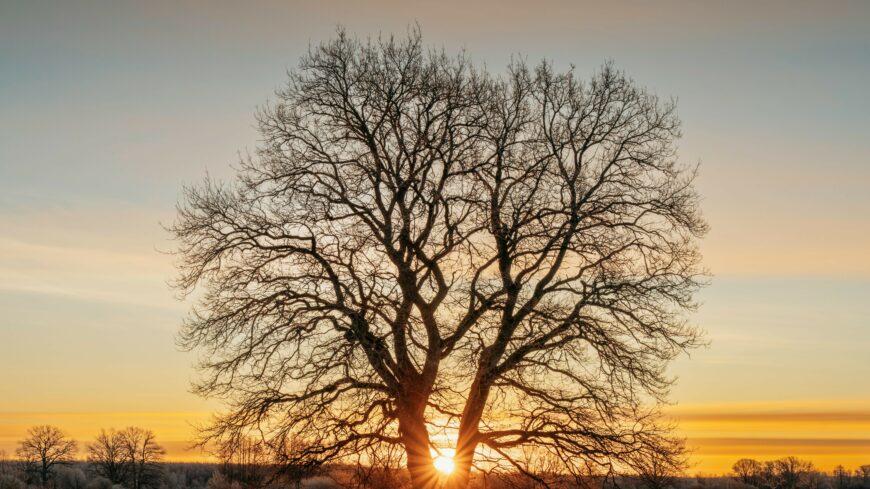 img_Bizhatunk_a_napsutesben-1