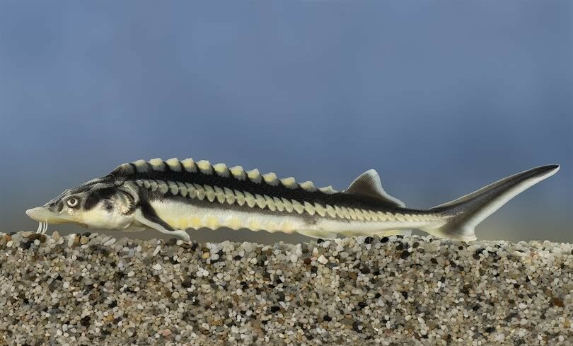 img_Igazi_kulonlegesseg_lett_az_ev_hala-2