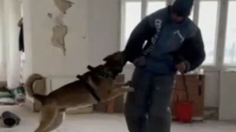 Kutyavezetők és szolgálati kutyáik összevont képzése Dunaföldváron