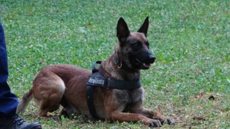 Leendő szolgálati kutyák gazdáinak jelentkezését várja a rendőrség