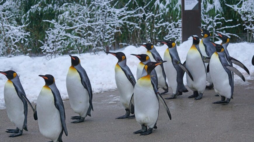 img_Marad_a_hideg__igazi_teli_ido__nemi_napsutesben_azert_bizhatunk-3