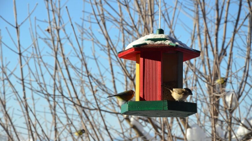 img_Tavaszig_etessuk_a_madarakat-1