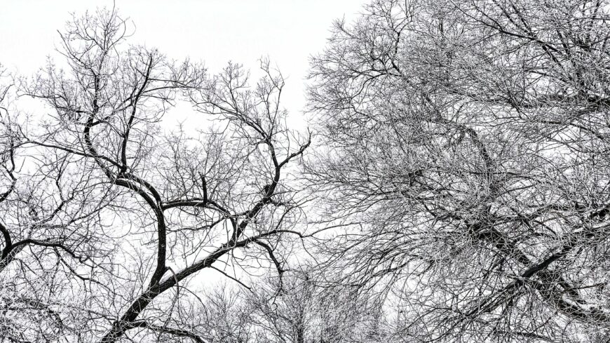 img_Vagjak_a_gallyakat_