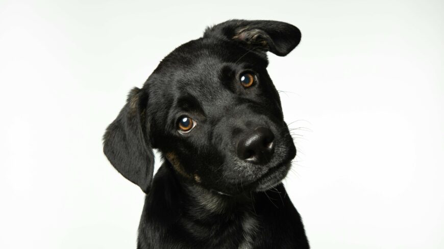 img_allatvedo_szervezetek_figyelmebe