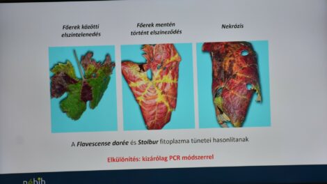 Összefogás a szőlők védelmében