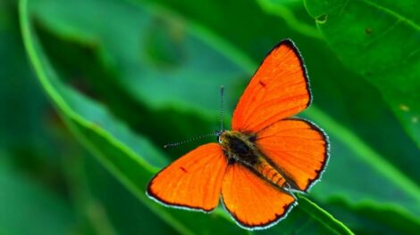 Az Év lepkéje 2026-ban a nagy tűzlepke