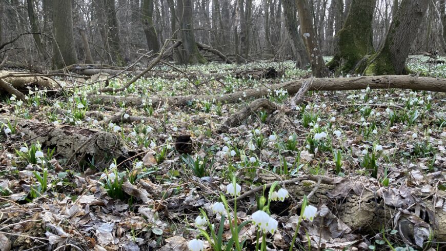 img_Csodaszepen_viragba_borult_a_csafordjanosfai_Tozike_tanosveny-1