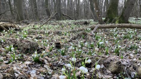 Csodaszépen virágba borult a csáfordjánosfai Tőzike tanösvény