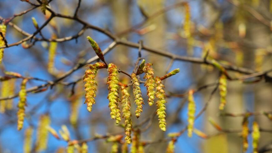 img_Elindult_az_idei_pollenszezon