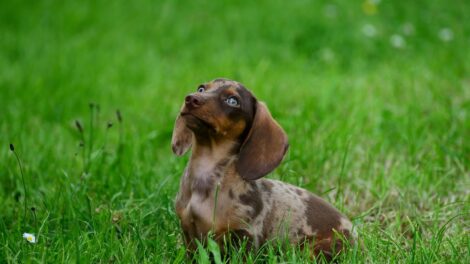Nemzetközi kutyakiállítás lesz Budapesten