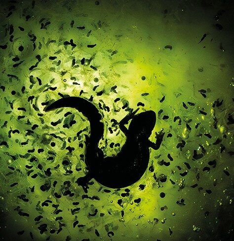 img_Varazslatos_Magyarorszag_-_Az_ev_Termeszetfotosa_2025-1