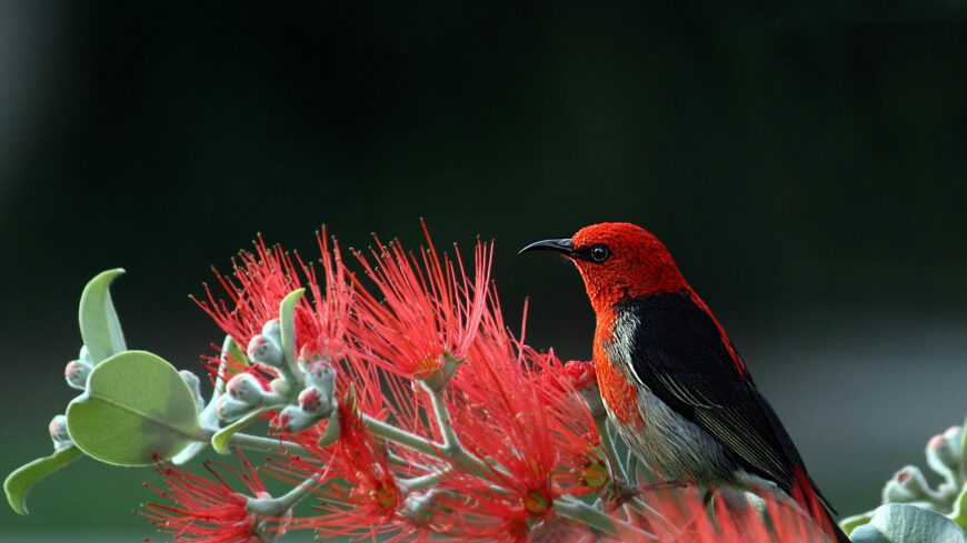 img_Varjak_a_veradoka_-1