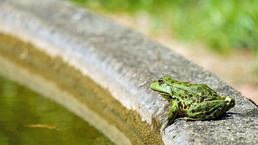 img_A_vizoraaknak__pincek_fogsagaba_kerult_bekak_megmentesere_keri_a_lakossagot_az_MME