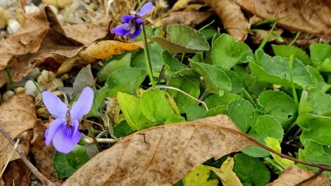 Borongósan folytatódik a hét