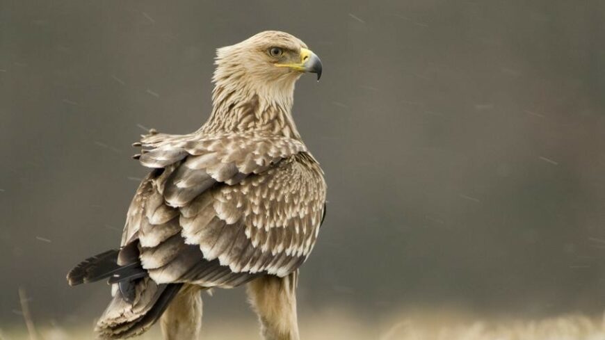 img_Elkeszult_a_2026-os_sasleltar-1