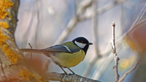 Ezt csináld, ha levél helyet, fészket találsz a postaládában: mesterséges odúkkal is megelőzhető a széncinegék postaládákba fészkelése