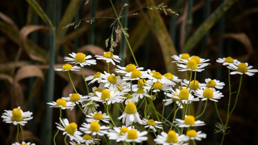 img_Ma_unnepeljuk_a_vadvilag_vilagnapjat-2