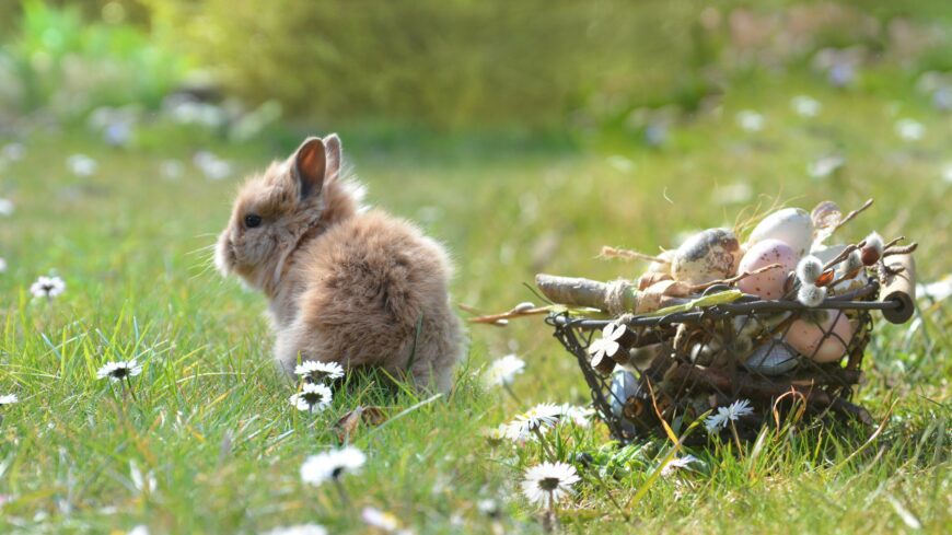 img_Ne_ajandekozzunk_elo_allatot_husvetra_-4