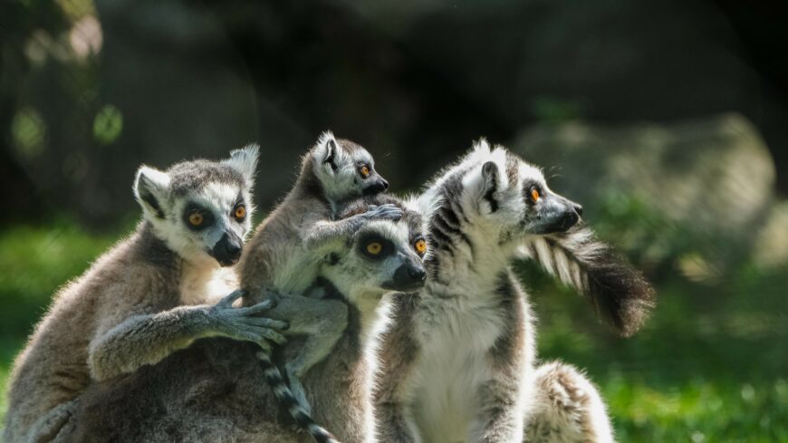 img_Tevek__lamak_es_makiikrek_is_szulettek